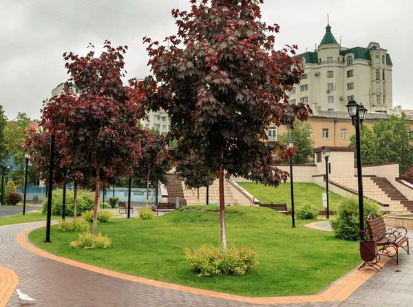 Летняя пустыня Edily Park во время дождя . — стоковое фото