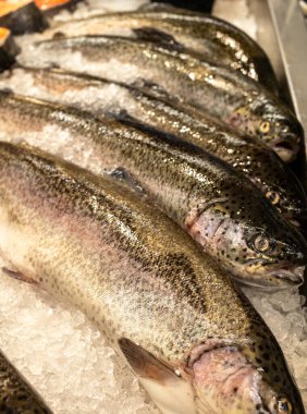 Taze somon buzun üzerinde uzanıyor. Kafası olan beş balık.