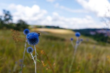 Bir arı Echinops çiçeğinin üzerinde oturuyor. Arka planda kurak yaz otları ve bulutlu bir gökyüzü var.