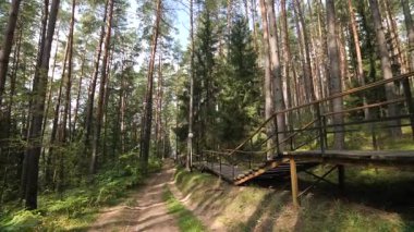 Wooden staircase descending into a beautiful pine forest, creating a picturesque walkway for nature lovers and hikers to explore the tranquil woods