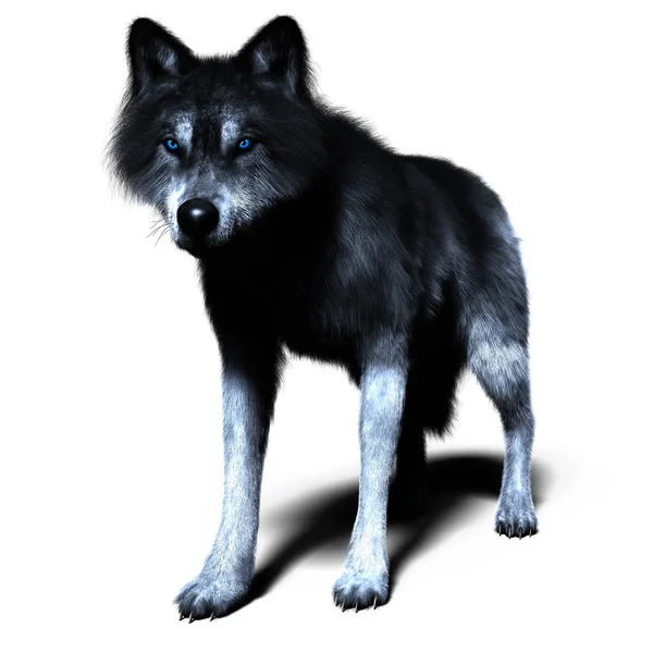 Ilustração Lobo Com Casaco Preto Cinza Particularmente Adequado Para Paranormal — Fotografia de Stock