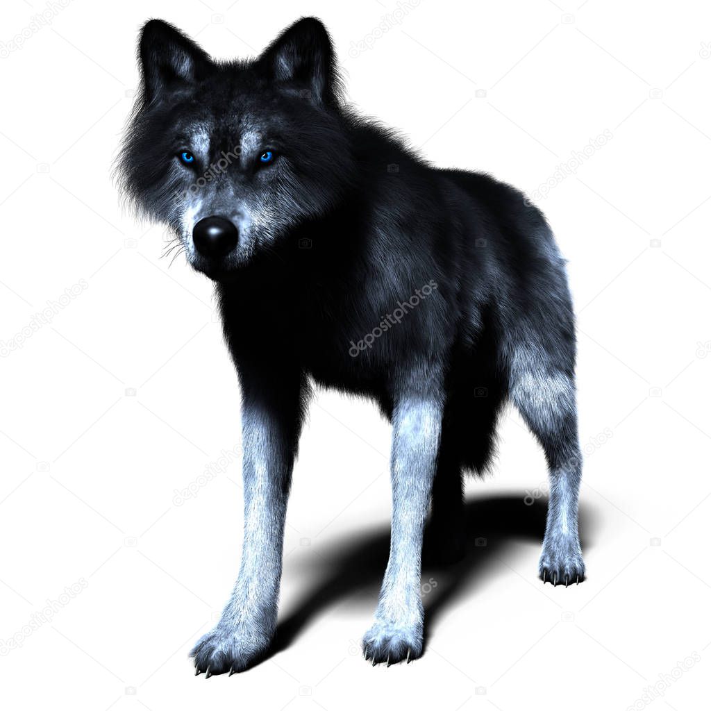 3D Wolf illustration with a black and grey coat. Particularly suited to paranormal, wildlife, horror, thriller and many other genres of book cover art. One of a series.