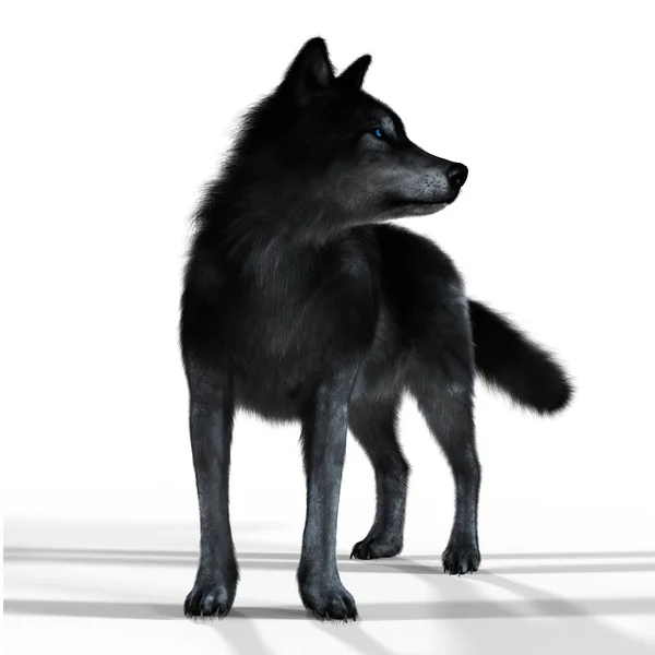 I3D Λύκος Εικονογράφηση Ένα Μαύρο Και Γκρι Παλτό Ιδιαίτερα Κατάλληλο — Φωτογραφία Αρχείου