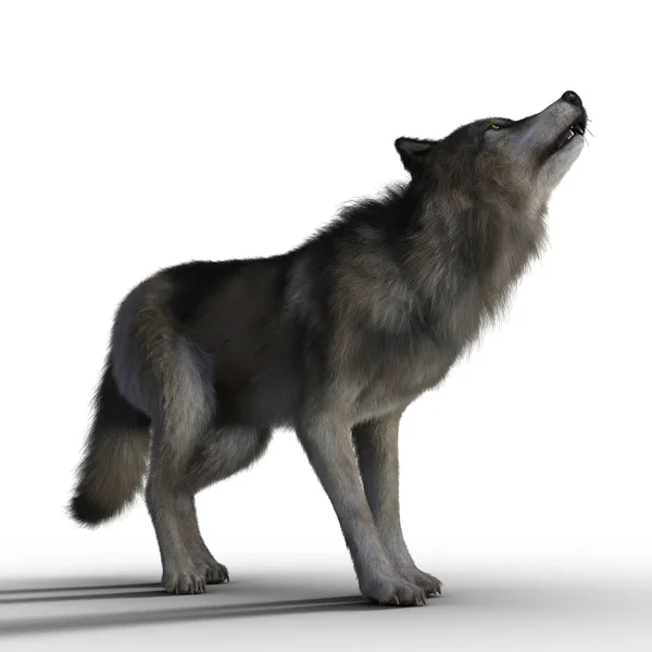 3D-Wolf op witte achtergrond gehuil — Stockfoto