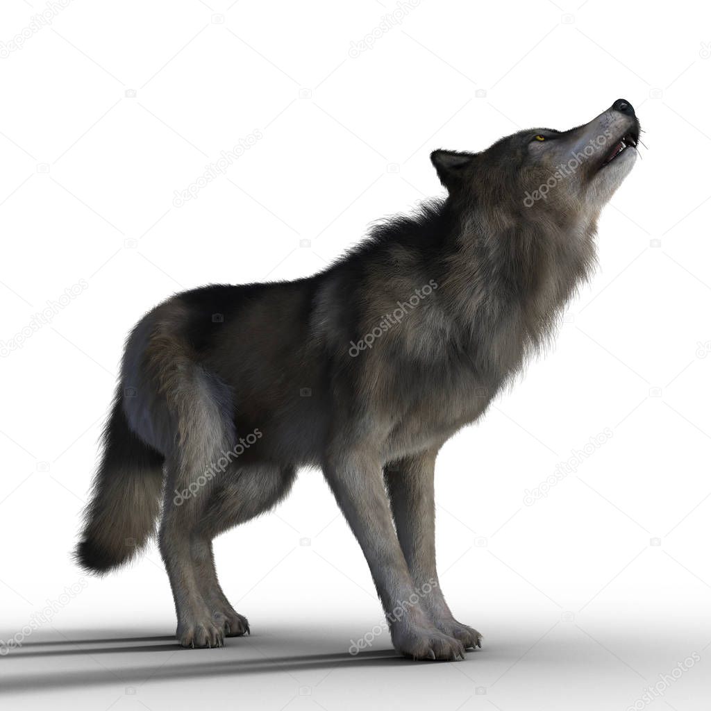 3d Wolf on White Background Howling 