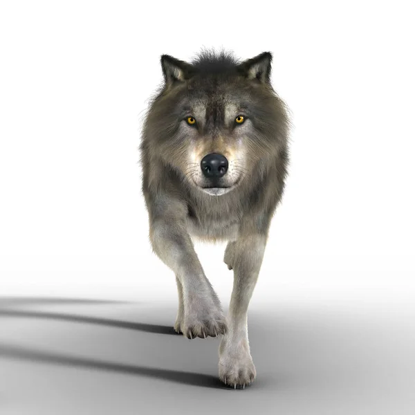 Ilustración Representación Gran Lobo Marrón Corriendo Hacia Cameral Particularmente Adecuado — Foto de Stock