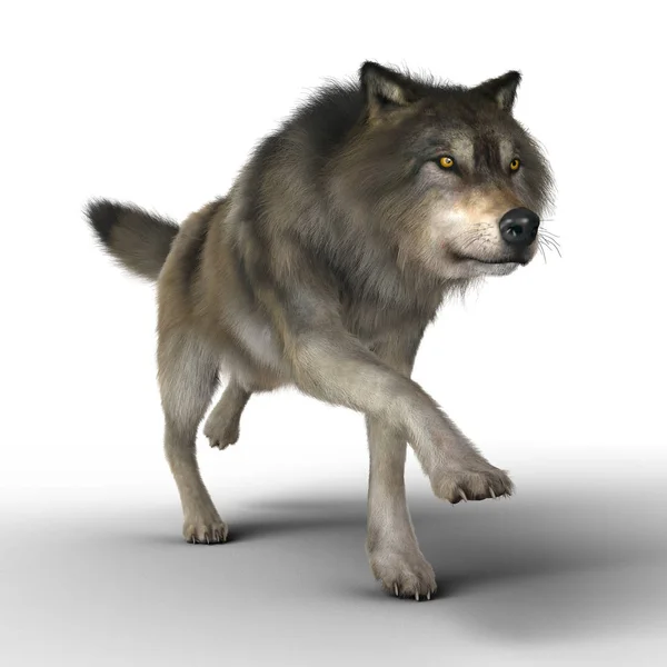 Illustration Rendering Eines Großen Braunen Wolfes Läuft Besonders Geeignet Für — Stockfoto