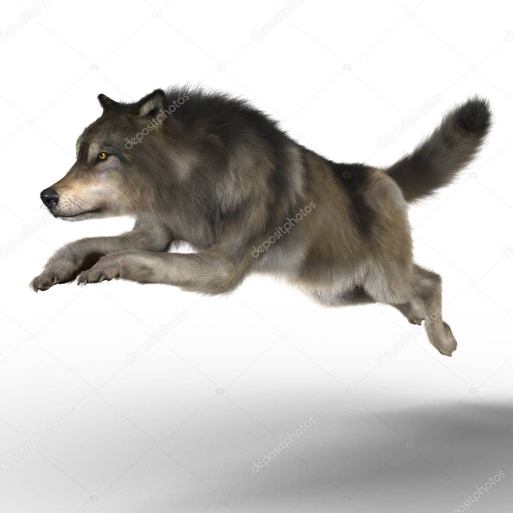3D illustration rendering of a grey brown wolf running. Particularly suited to paranormal, wildlife, horror, thriller and many other genres of book cover art. One of a series.