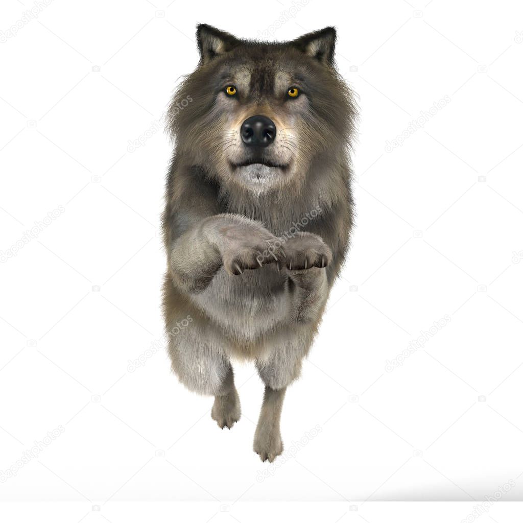 3D illustration rendering of a grey brown wolf leaping or jumping. Particularly suited to paranormal, wildlife, horror, thriller and many other genres of book cover art. One of a series