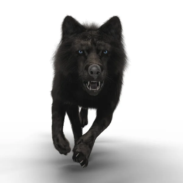 3D снарлінг вовк біжить — стокове фото