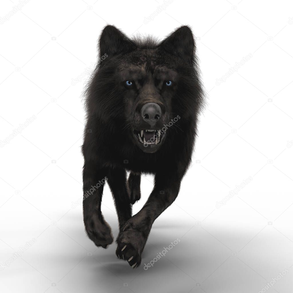 3D Snarling Wolf Running