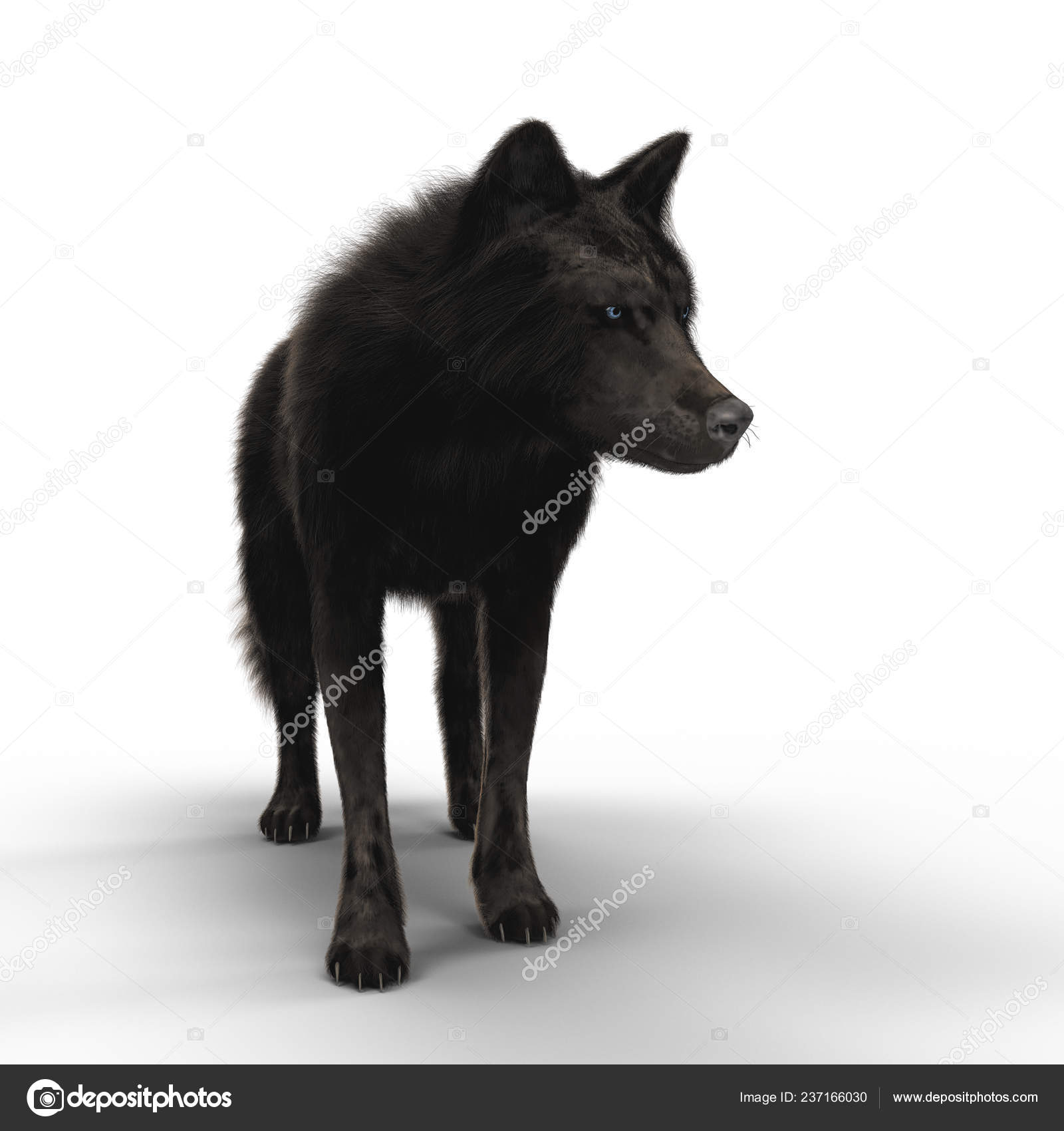 Borzoi – Allfirda kennel, image size:1600x1700