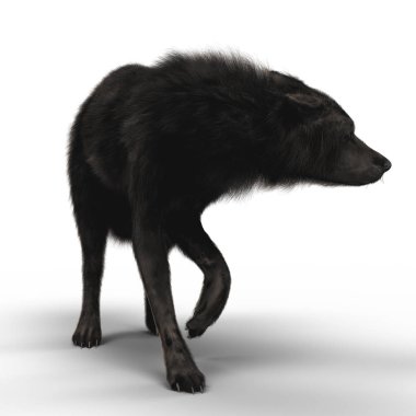 3D resim işleme bir korku veya itaatkâr siyah bir kurt poz. Özellikle uygun paranormal, yaban hayatı, korku, gerilim ve kitap kapak resmi birçok diğer türler. Biri bir dizi.