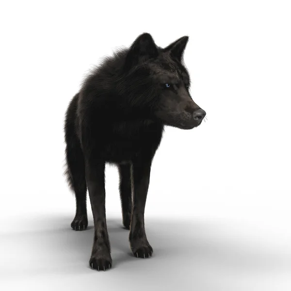 Weergave Van Afbeelding Van Een Zwarte Wolf Aandachtig Kijken Verte — Stockfoto