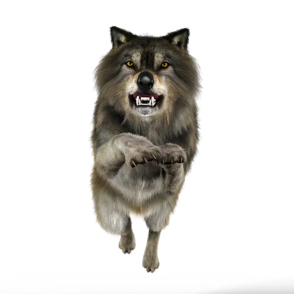Representación de Snarling atacando a Wolf — Foto de Stock