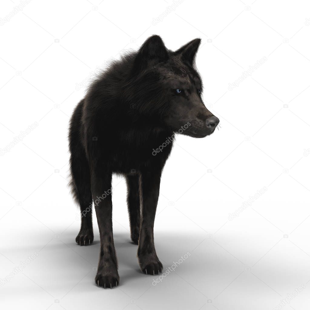 3D illustration rendering of a black wolf looking intently into the distance. Particularly suited to paranormal, wildlife, horror, thriller and many other genres of book cover art. One of a series.