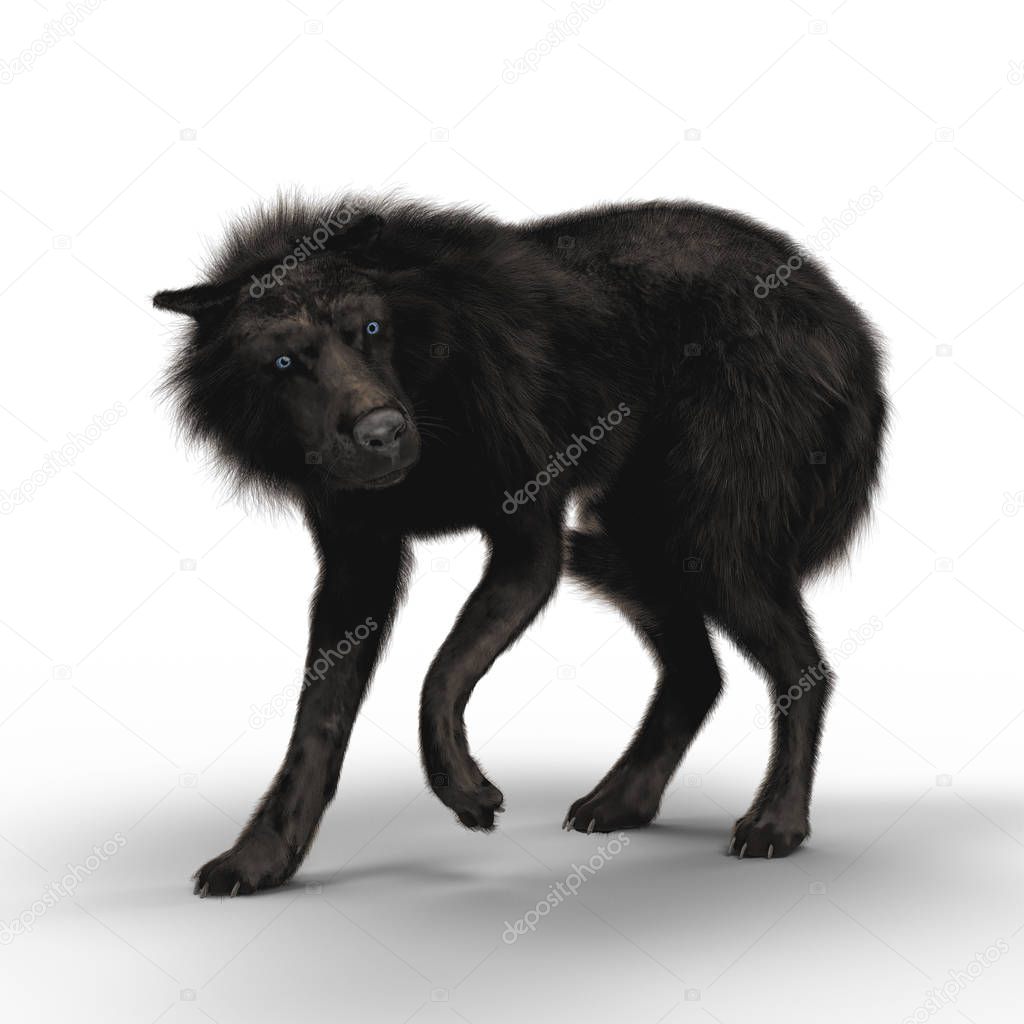 3D illustration rendering of a black wolf in a fear or submissive pose. Particularly suited to paranormal, wildlife, horror, thriller and many other genres of book cover art. One of a series.