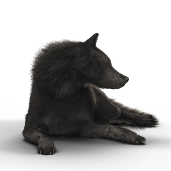 Black Wolf Lying On The Floor — Stock Photo, Image