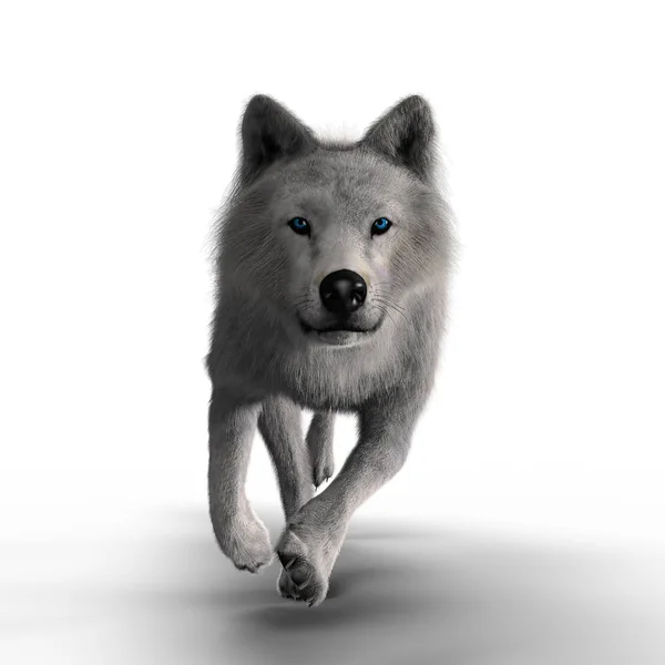 Rendering White Wolf Running Isolated — Stock Photo, Image