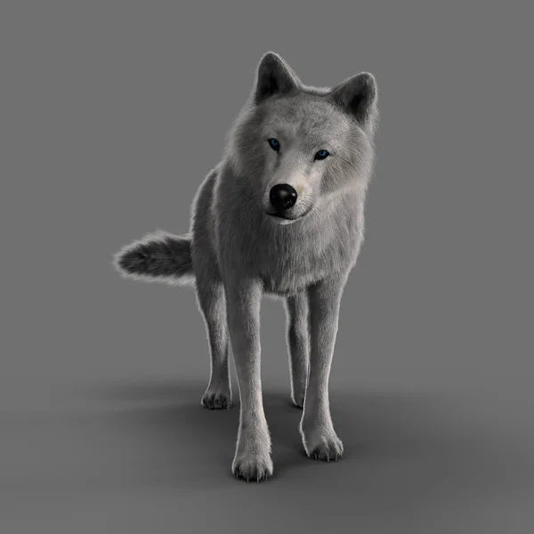 Weergave Van Afbeelding Van Een Witte Wolf Aandachtig Kijken Verte — Stockfoto