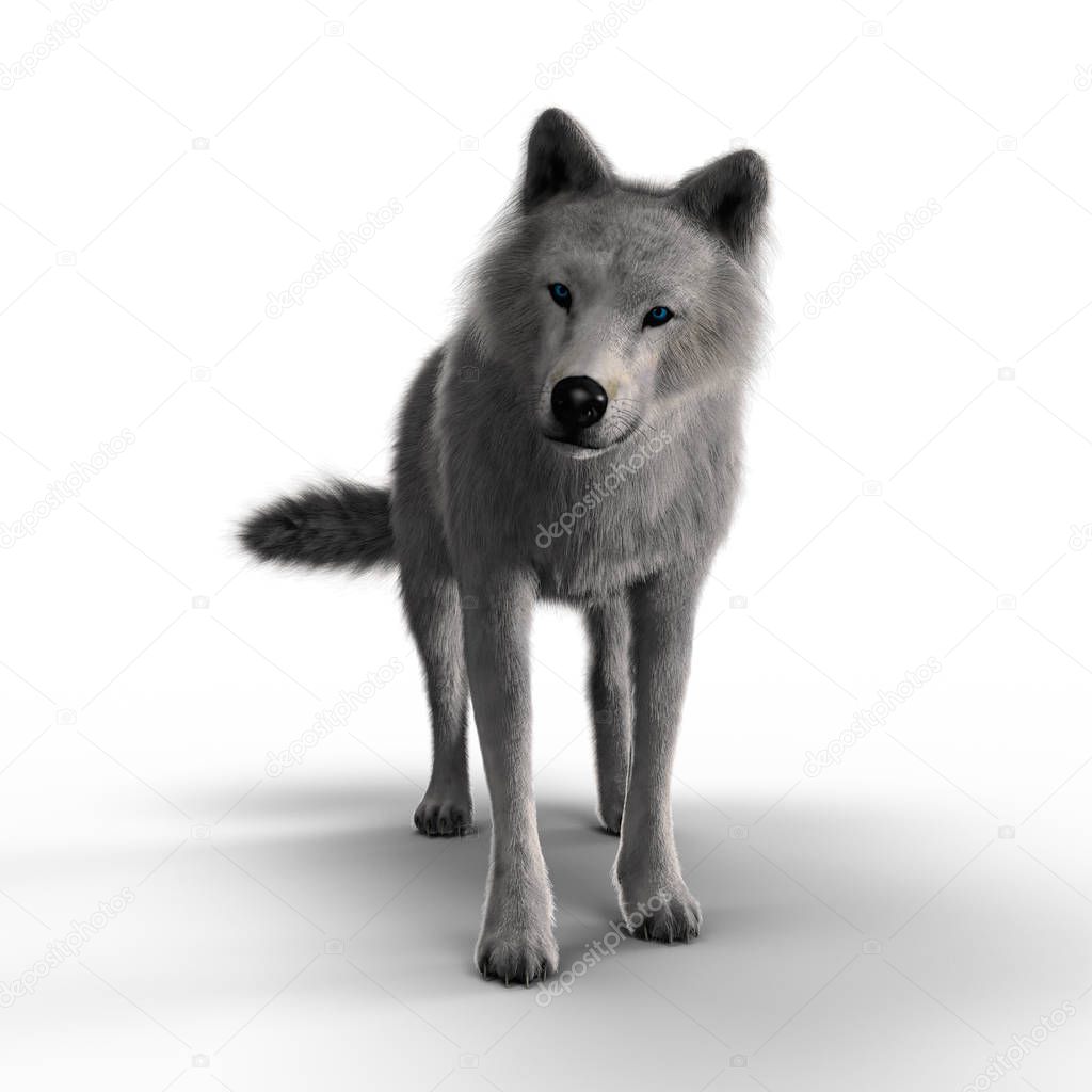 3D illustration rendering of a white wolf looking intently into the distance. Particularly suited to paranormal, wildlife, horror, thriller and many other genres of book cover art. One of a series.