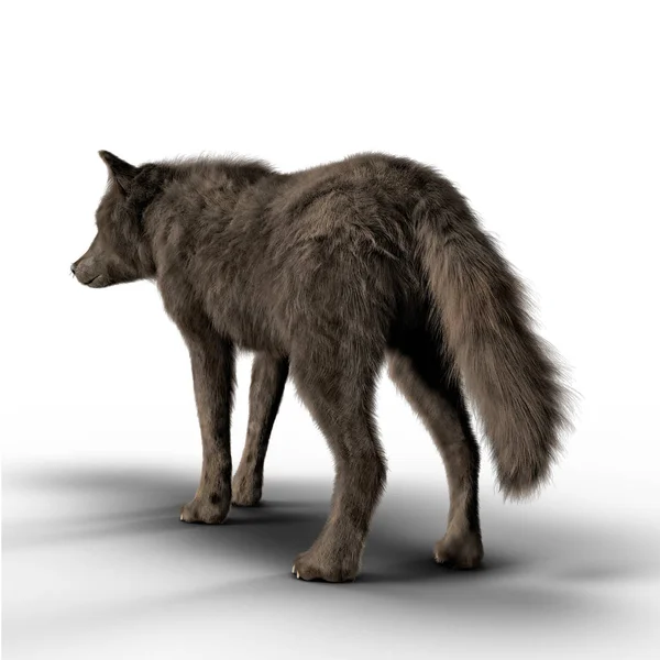 Visão traseira Render de um lobo negro Olhando para a distância — Fotografia de Stock