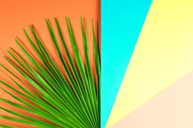 Renkli arka plan ile tropikal palmiye yaprağı.