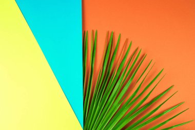 Renkli arka plan ile tropikal palmiye yaprağı.