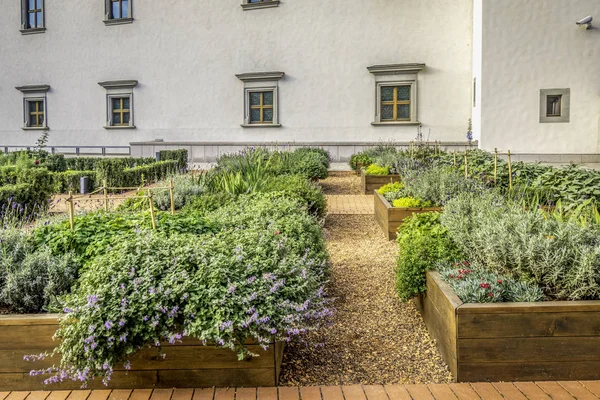 Camas levantadas em um jardim urbano cultivando plantas ervas temperos bagas e legumes na cidade — Fotografia de Stock