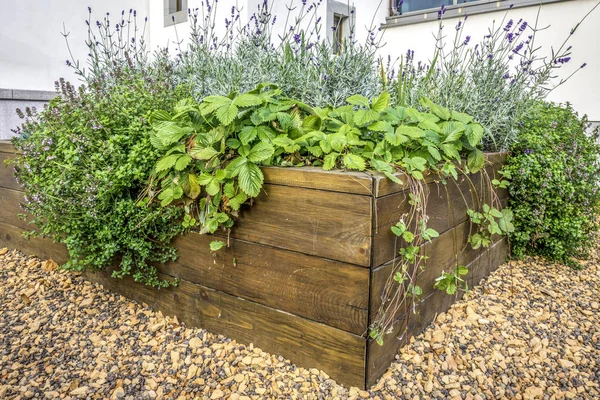 Letti incurvati in un orto urbano piante erbe spezie bacche e verdure — Foto Stock