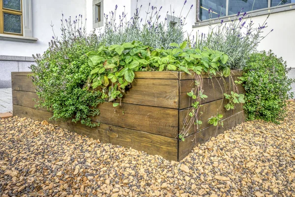 Letti incurvati in un orto urbano piante erbe spezie bacche e verdure — Foto Stock
