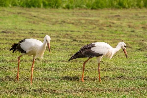 White storks in the green meadow at summer day — Stock Photo, Image