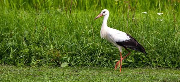 White stork in the green meadow summer day — Stock Photo, Image