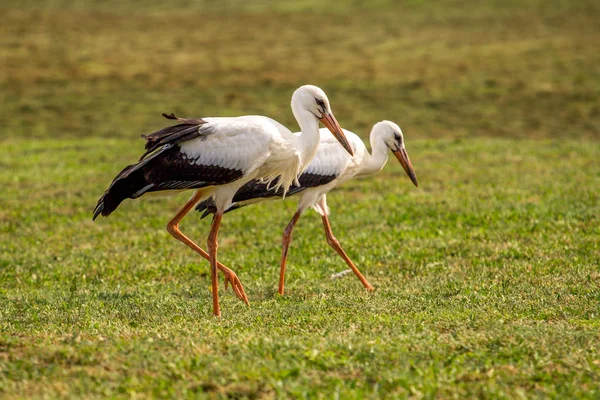 Weißstörche auf der grünen Wiese — Stockfoto