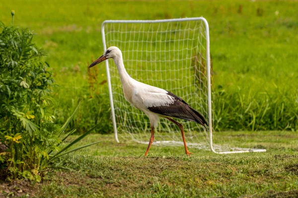White stork in the yard the countryside — Stock Photo, Image