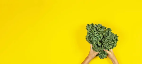 Hands holding bunch of kale leaves over yellow background — Stock Photo, Image