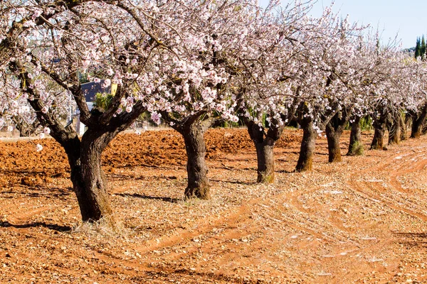 Piękne drzewa kwitnące migdałowy z kwiatami w Jalón village, Hiszpania. — Zdjęcie stockowe