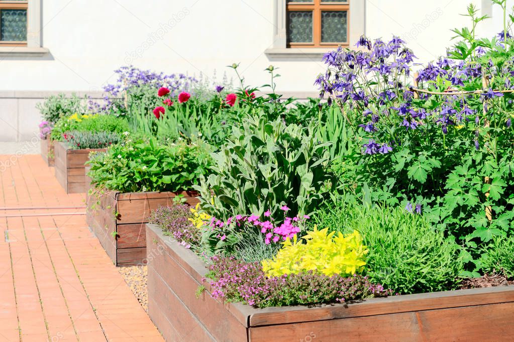 Raised beds in an urban garden growing plants flowers, herbs spices and berries