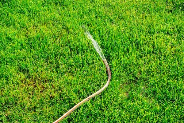 Manguera de agua de jardín riego bien cuidado hierba recién cortada —  Fotos de Stock