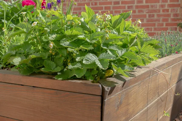 Fűszereket és zöldségeket termesztő városi kerti ággyal — Stock Fotó