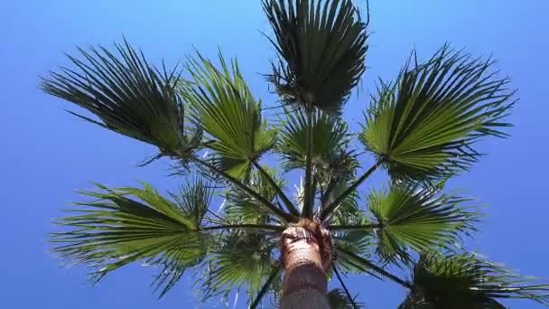 Una palma che soffia nella brezza leggera del vento con sfondo blu del cielo. Vista ad angolo basso — Video Stock