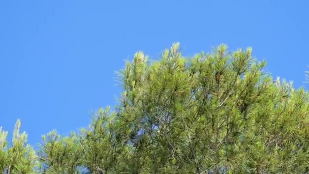 De fines branches d'arbres se déplacent dans le vent par une journée ensoleillée. Vue à angle bas avec fond bleu ciel