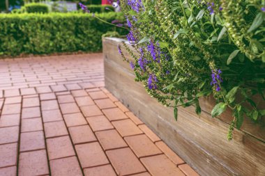 Bir şehir bahçesinde kaldırılmış yataklar bitkiler, çiçekler, baharatlar ve böğürtlenler