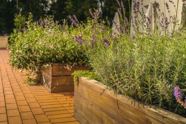 Bir şehir bahçesinde kaldırılmış yataklar bitkiler, çiçekler, baharatlar ve böğürtlenler