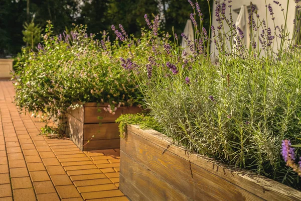 Letti rialzati in un giardino urbano coltivando piante fiori, spezie e frutti di bosco — Foto Stock