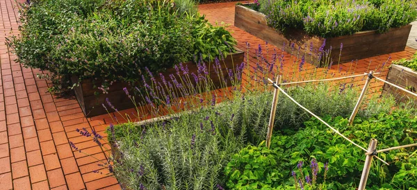 Letti rialzati in un giardino urbano coltivando piante fiori, spezie e frutti di bosco — Foto Stock