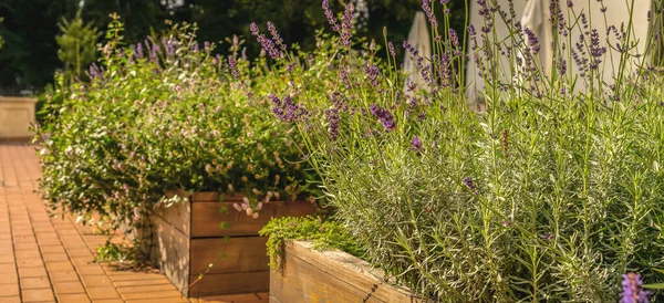 Camas levantadas em um jardim urbano plantando flores, ervas especiarias e bagas — Fotografia de Stock