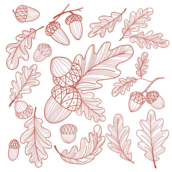 Set of hand-drawn acorns and oak leaves. Isolated illustration — Stock Vector