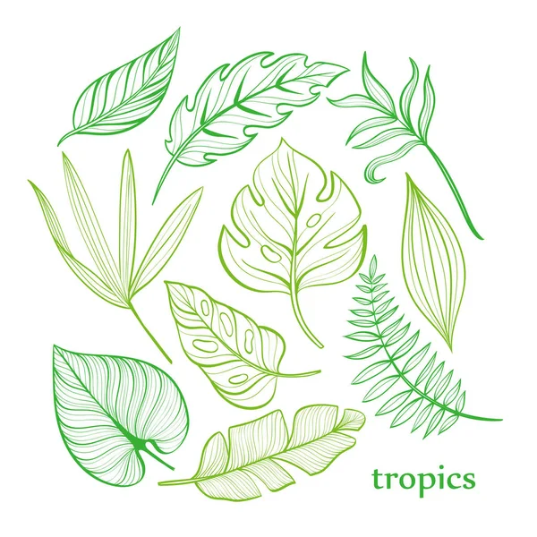 Trópusi levelek gyűjteménye. Vonalas rajz. Kézzel rajzolt ábra — Stock Vector