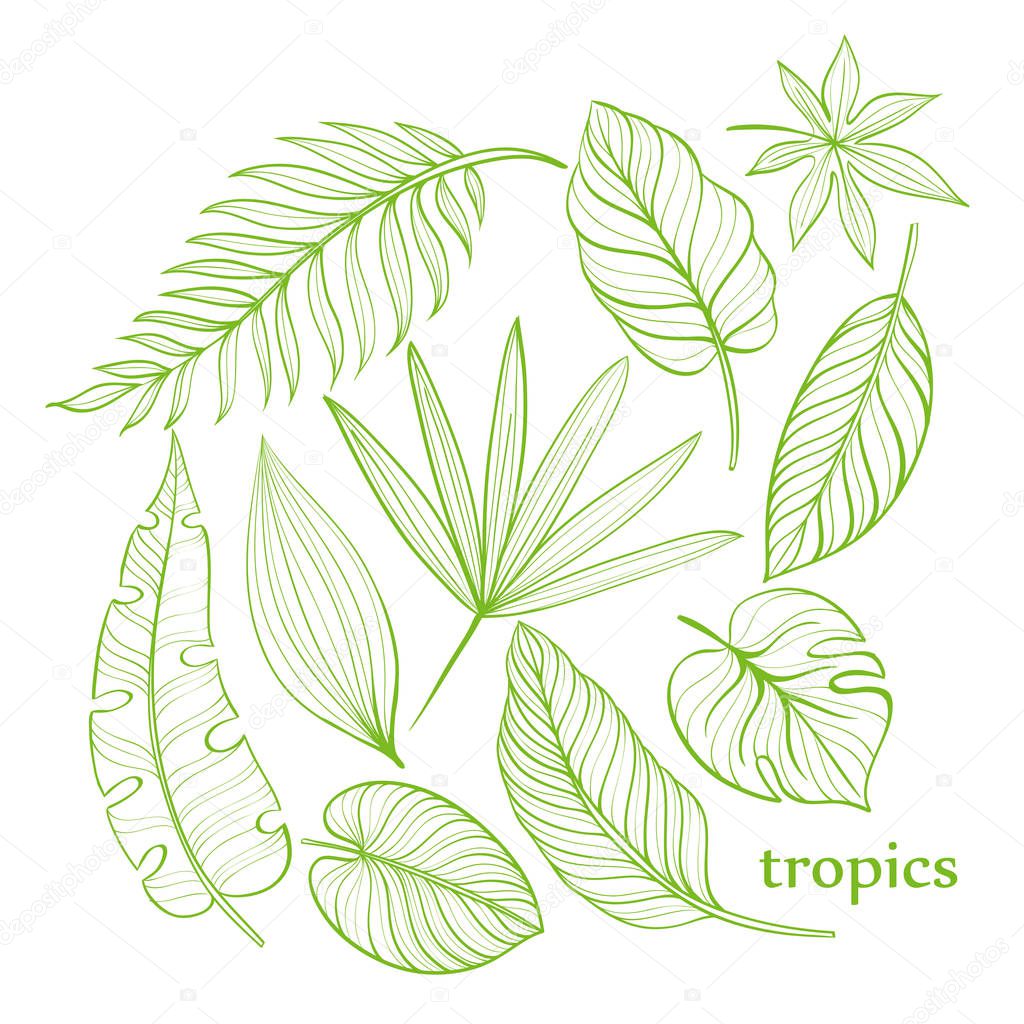 Set of tropical leaves. Line drawing. Hand-drawn illustration